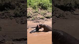 Territorial hippo fight, Masai Mara, Kenya #wildlife #safarilife #wildlifephotography