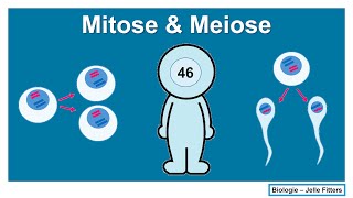 Cellen - Mitose & Meiose