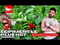 Piments  ltouffe   comment russir  saison 3 potager permaculture jardin