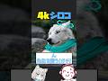 ここだけ実写版砂狼シロコにありがちなこと #ブルアカ #ブルーアーカイブ #ネタ #おもしろ #反応集