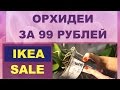 ОРХИДЕИ ИЗ ИКЕА. ЗА 99 РУБЛЕЙ