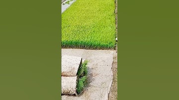 easy way to harvest rice seeds from smart planting #shorts