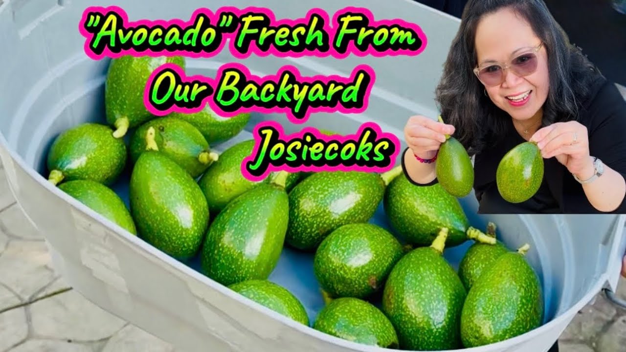 From seed to tree, and now, our first fruits! Worth it lahat ng pag-aalaga. 🌳🥑 @josiecooks4339