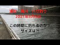 浦安　境川　ハゼ釣り　2021年6月5日 の動画、YouTube動画。