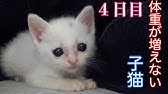 子猫 体重が全然増えないので病院へ行きました Youtube