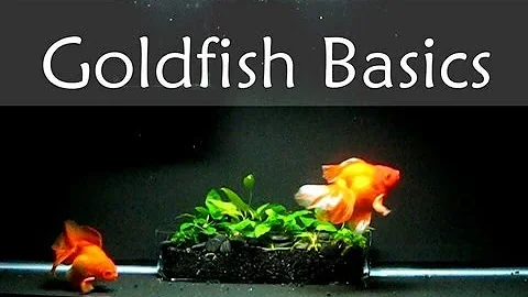 Goldfish Care Basics : Tank Size