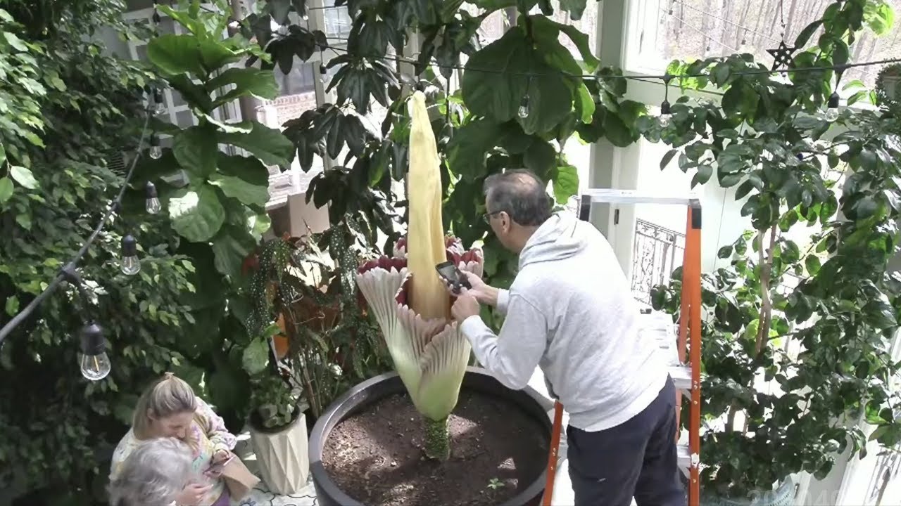 EN VIVO: Una flor cadáver florece en Michigan - YouTube