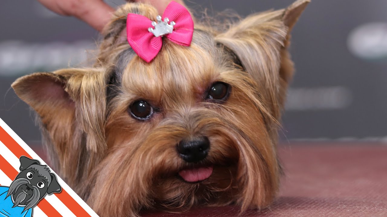 Yorkshire terrier haircut hi-res stock photography and images - Alamy