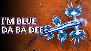 Blue Sea Dragon facts: aka blue sea slugs | Animal Fact Files