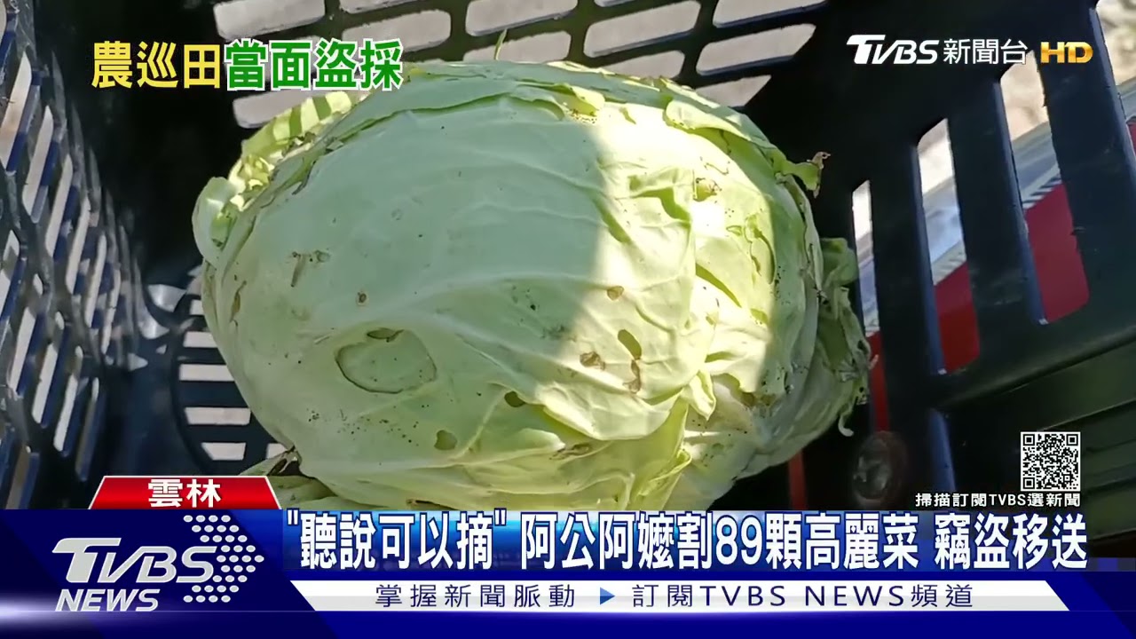 「聽說可以摘」 阿公阿嬤割89顆高麗菜 竊盜移送｜TVBS新聞