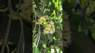 Jamun flowers #jamun #JamunFlower #JavaPlum #IndianBlackberry #SyzygiumCumini #Nature #Flowers #yt