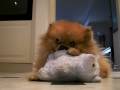 Bella klein´s pomeranian-Toby with his bear