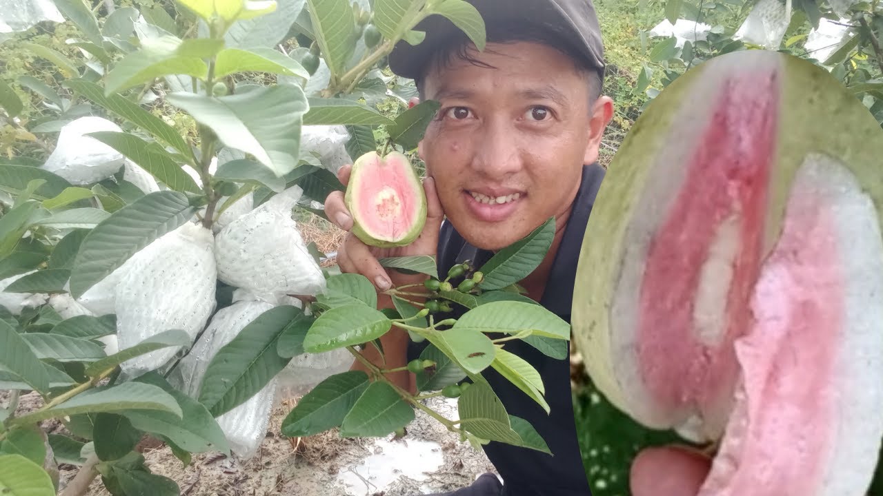 giống ổi siêu giòn, siêu trái đang Hot nhất hiện nay