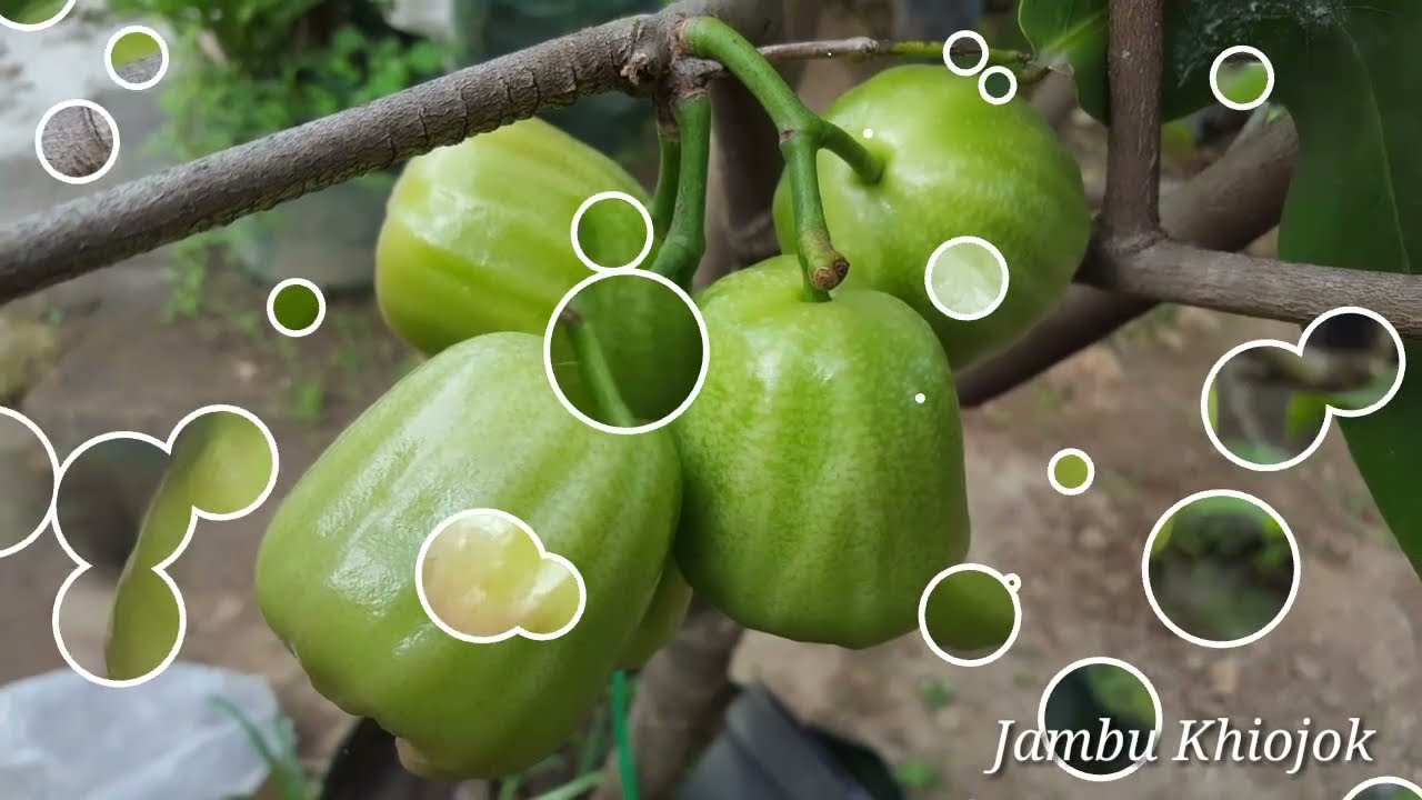 Tabulampot Jambu Khiojok