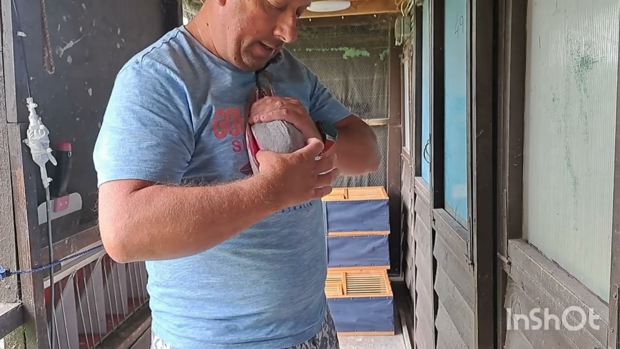 Basket Youngbirds for 3 Racing From Laceby...