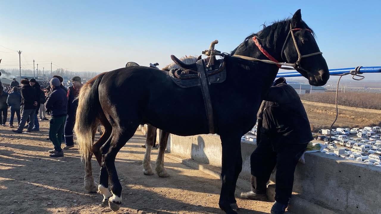 Shohidon uloqchi otlar narxlari🔥🔥otlarni narxlari kundan kunga kotarilyapdimi??