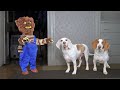 Dogs vs Evil Teddy Bear Prank! Funny Dog Maymo & Potpie Creepy Teddy Pranks