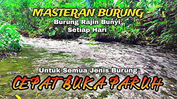Semua Jenis Burung Cepat Buka Paruh, Suara air untuk terapi burung, suara hutan alam liar