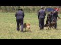 The Dogs That Obey Commands Watch The Training By Zim Prison Officers