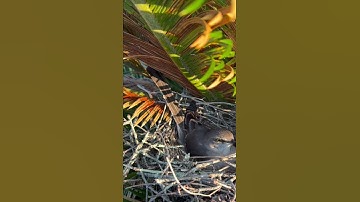 Mockingbird fleeing nest #mockingbird #floridsbird #nesting #layingeggs #birds