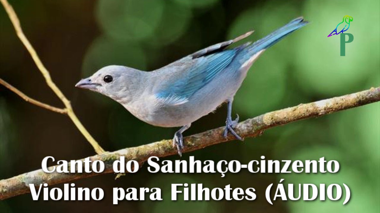 Canto do Sanhaço-cinzento Violino para Filhotes (ÁUDIO)