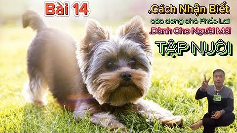 Chó điều hành công ti gọi là gì