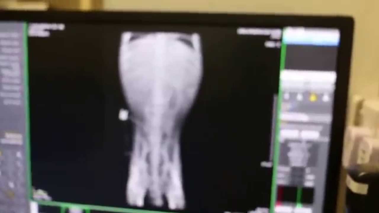 A 12yearold Shih Tzu has an arched spine spondylosis YouTube