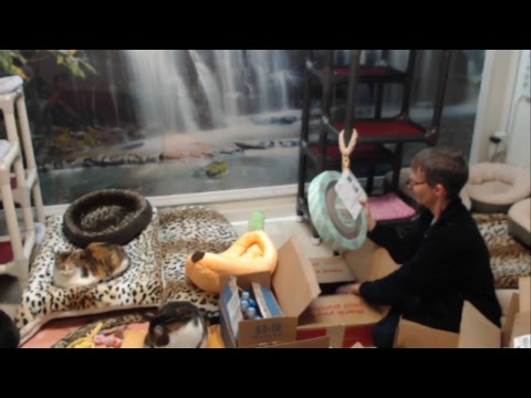 special needs animal rescue Blind Cat Rescue & Sanctuary, Inc Live Stream