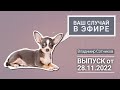 Ваш случай в эфире. Выпуск от 28.11.2022