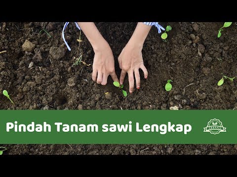 Tutorial Cara Pindah Tanam Sawi Lengkap