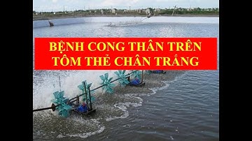 Kinh nghiệm trị bệnh cong thân hay đục cơ trên tôm thẻ chân trắng hửu hiệu | Chủ Vuông Vlogs