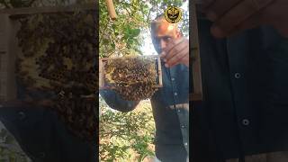Honey Byte🐝🍯 #honey #honeybee #inspiration #agriculture #orgaicfarming #smartvivasayi #bee