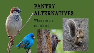 "Pantry Hacks: What Can You Feed Birds and Squirrels When You're Out of Bird Seed?!"
