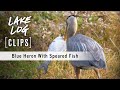 Blue Heron With Speared Fish