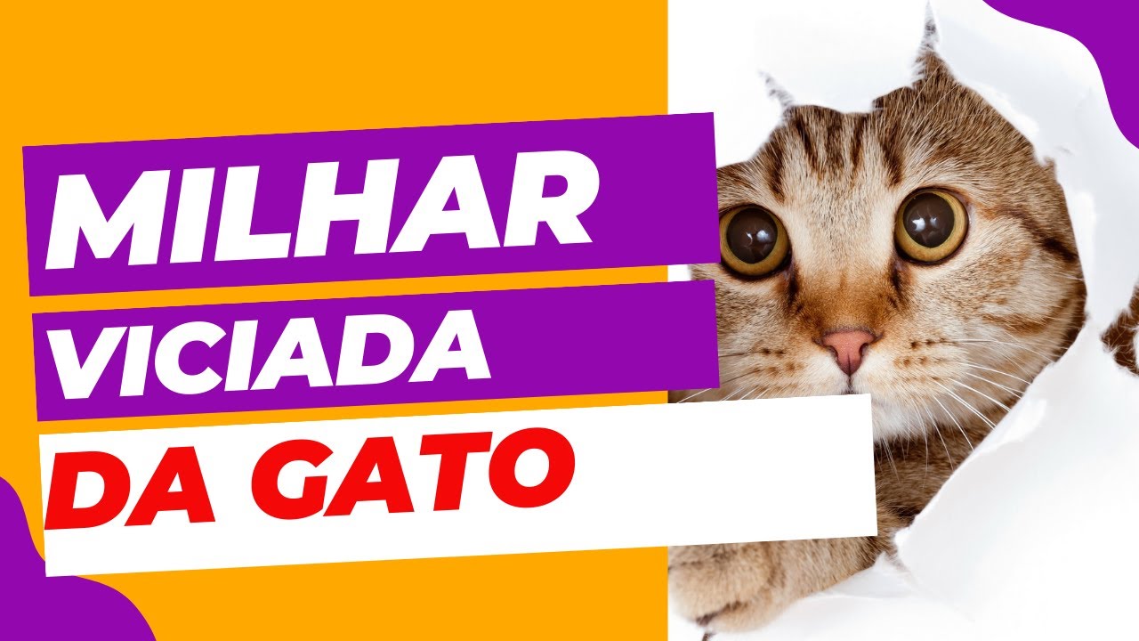 Descubra a milhar do gato que mais sai no jogo do bicho