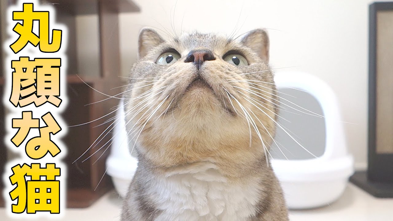 この猫は丸顔過ぎる カメラ目線の丸顔が可愛い猫 猫 かわいい Youtube