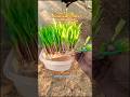 How we grow Hydroponic Fodder🌱for our Hen's and Cows from Maize & Wheat🌱#poultry #hydroponics #grass