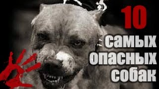 САМЫЕ ОПАСНЫЕ ПОРОДЫ СОБАК !!! Топ10 САМЫЕ ОПАСНЫЕ ПОРОДЫ СОБАК !!! Топ10