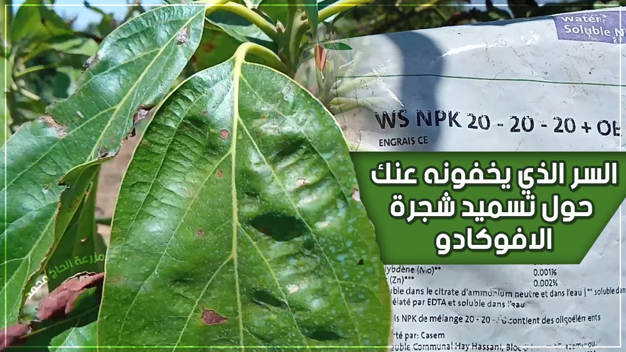 هذه هي الطريقة التي اسمد بها شخصيا اشجار الافوكادو | تسريع النمو وكثرة الانتاج AVOCADO FERTILIZATION