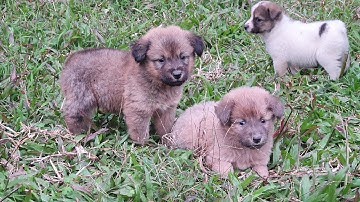 Chó con mông cộc bản đẹp giá rẻ