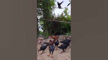 Hlau youtube sawv ntxov mus pub qaib sawv ntxov lom zem heev.cho gà ăn