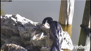SWFL Eagles ~ The Fish That Got AWAY! Anhinga Catches It, Turtle Wants It & M15 Tries To STEAL It! 😃