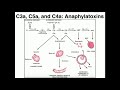 Complement Anaphylatoxins (C5a, C3a, C4a)