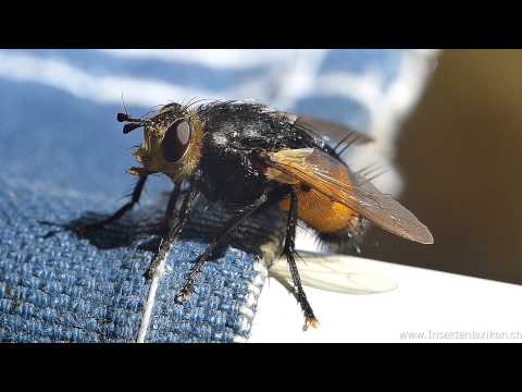 Video: Tachinidenfliegen in Gärten - Sind Tachinidenfliegen nützlich?