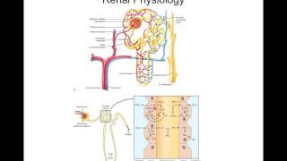 Chapter 25 Acid-Base Homeostasis And Imbalance Biol300