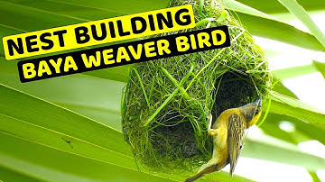 Baya Weaver Bird | Nest Building