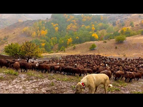 KIŞLADA YAĞMURLAR DURMAK BİLMİYOR- SONBAHAR GÜZELLİKLERİ