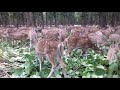 Jhargram Mini Zoo. Junglemahal zoological park. Jhargram Deer Park Mp3 Song