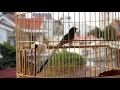 Chòe lửa Daklak nết đánh đuôi gợn sóng