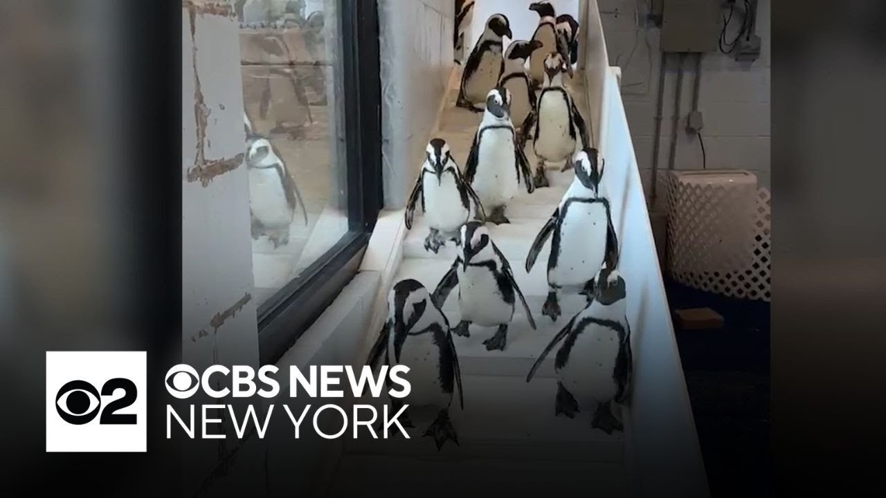 How animals at the Long Island Aquarium are coping with the bitter cold